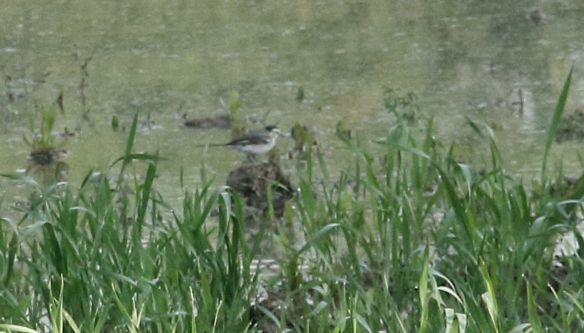 White Wagtail - ML629492807