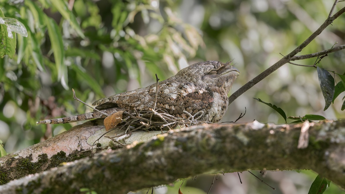 Papuan Frogmouth - ML629492816