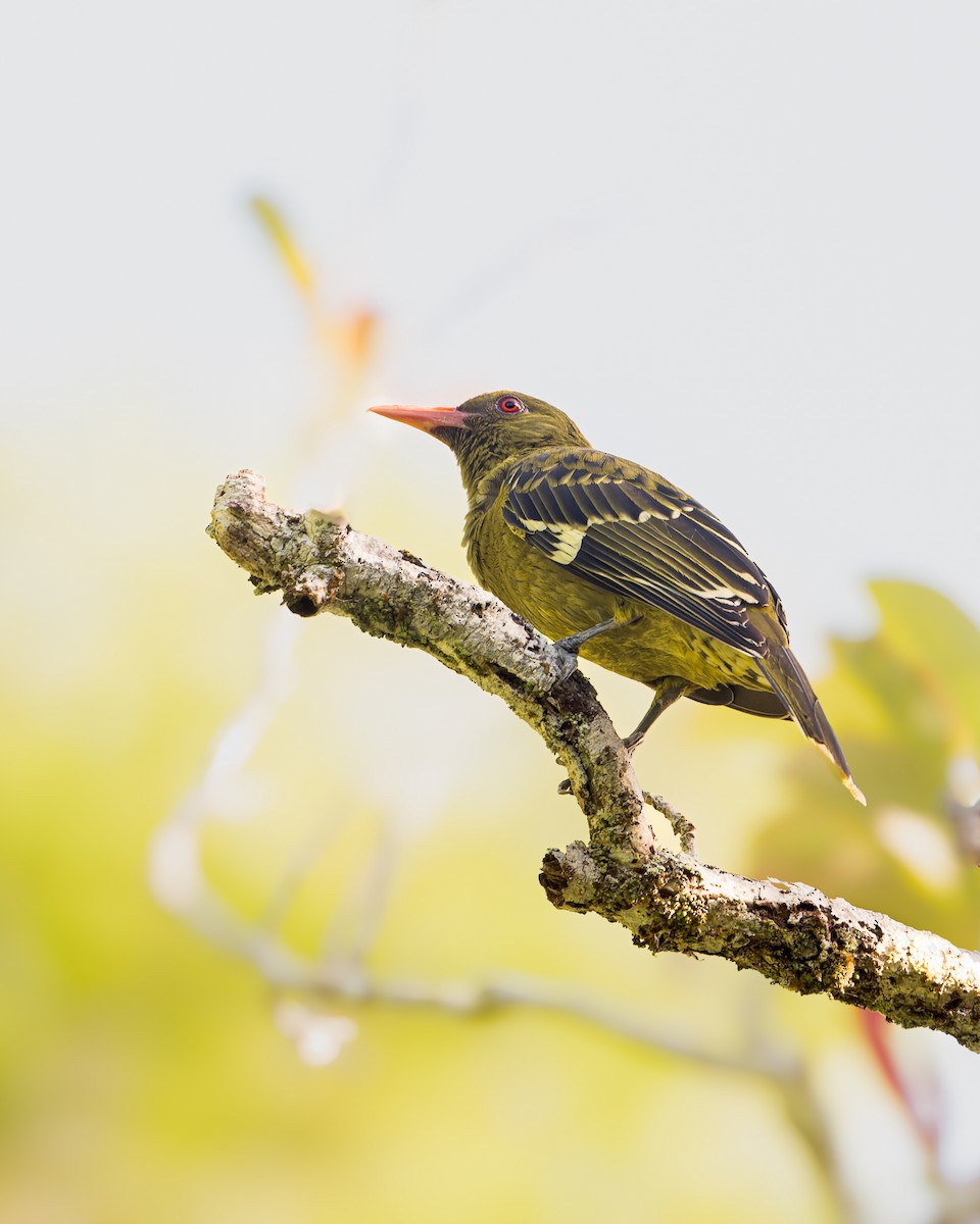 Green Oriole - ML629492839