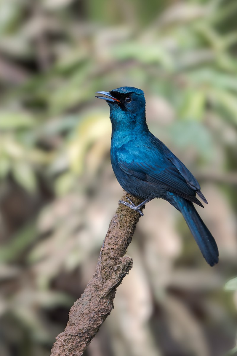 Shining Flycatcher - ML629493031