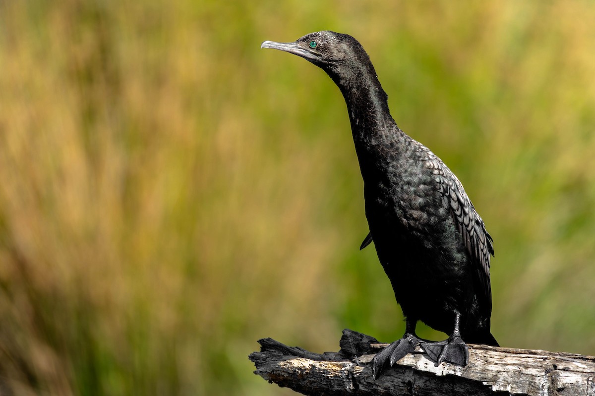Little Black Cormorant - ML629493316