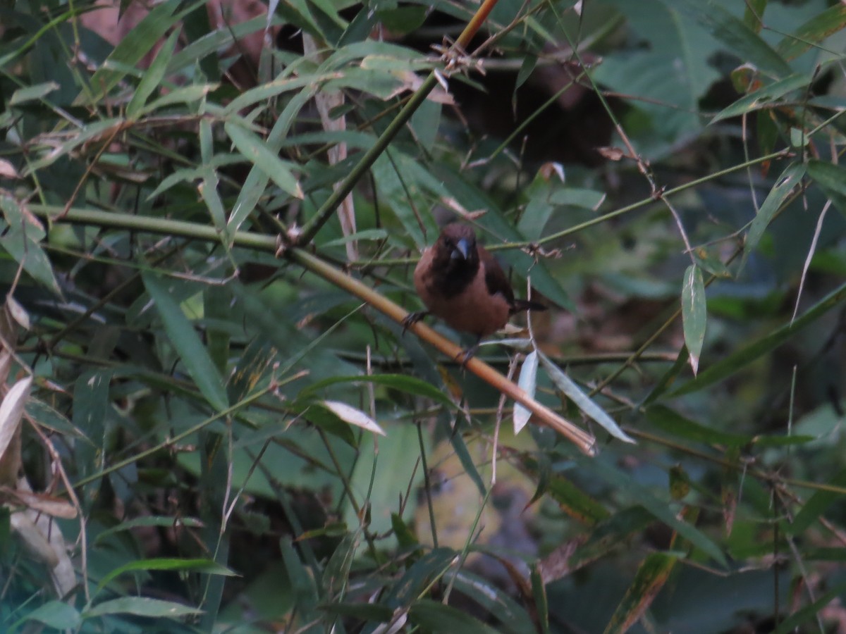 Kara Boğazlı Munya - ML629493481