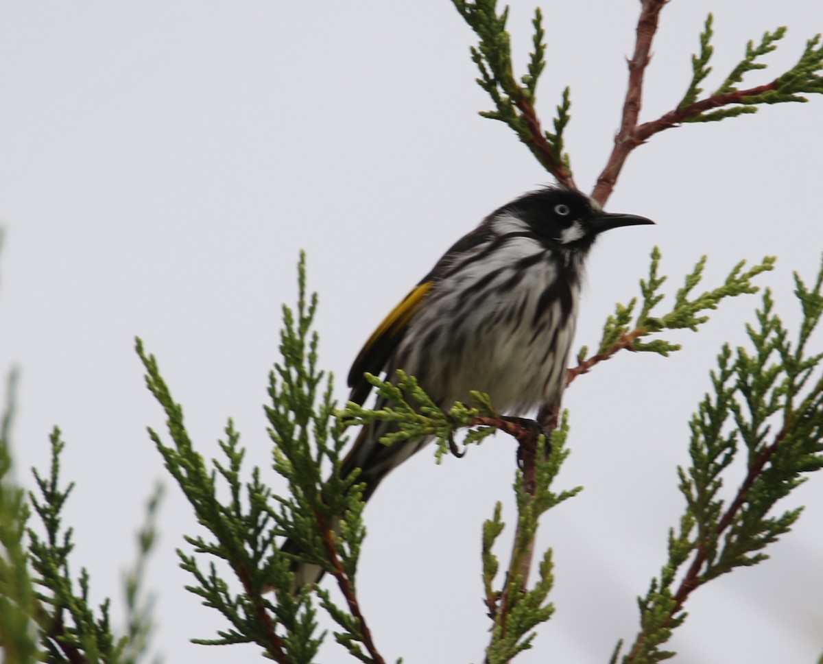 New Holland Honeyeater - ML629493636