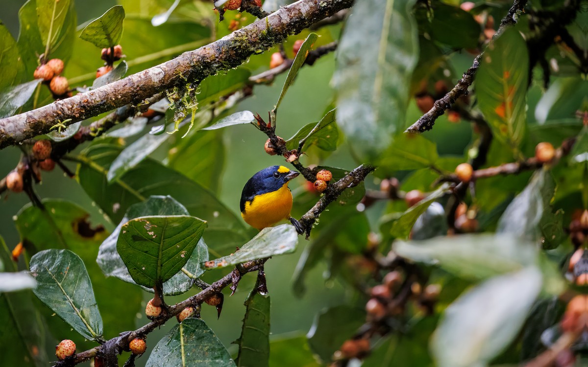 Yellow-throated Euphonia - ML629493678