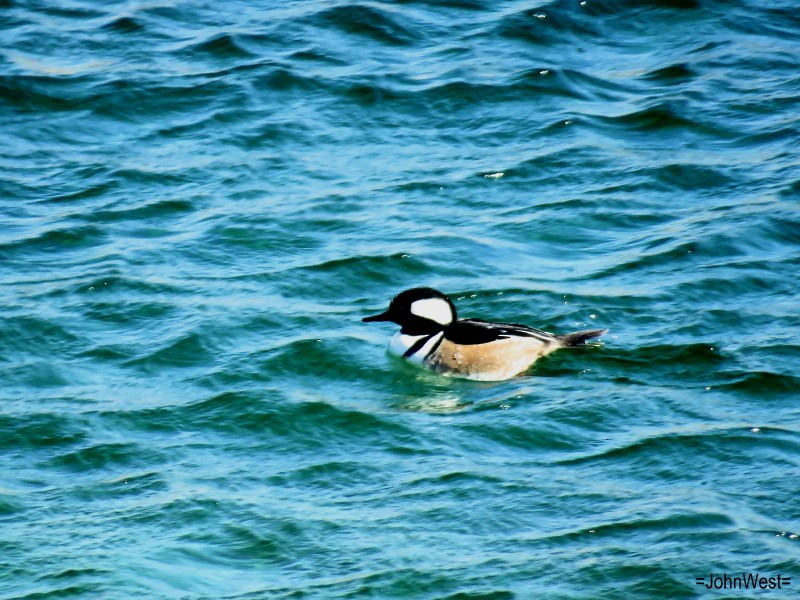 Hooded Merganser - ML629493720