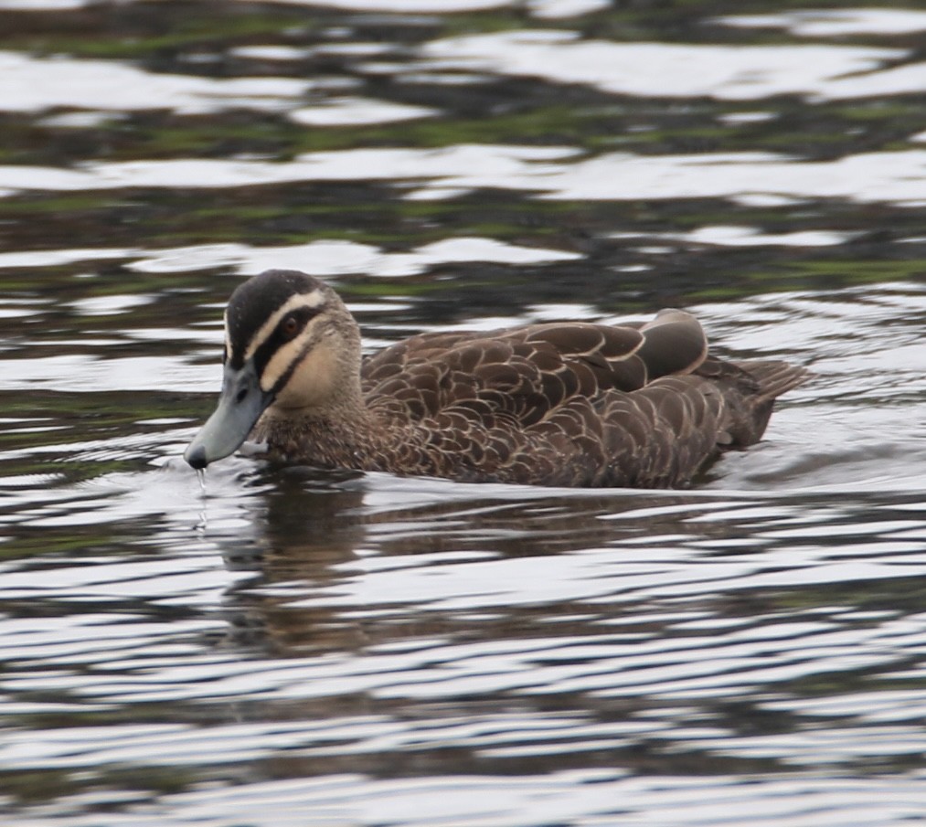 Pacific Black Duck - ML629493795