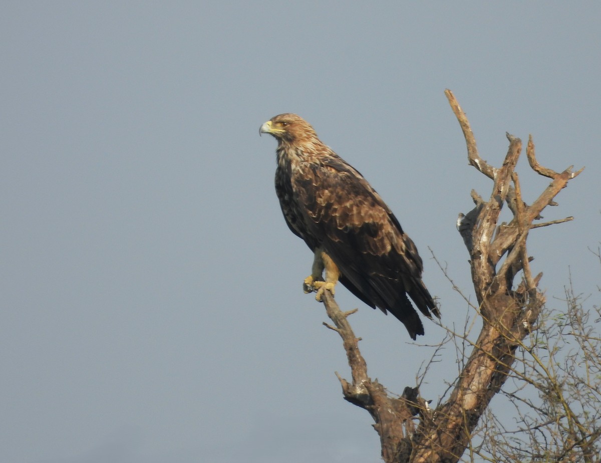 Imperial Eagle - ML629493848