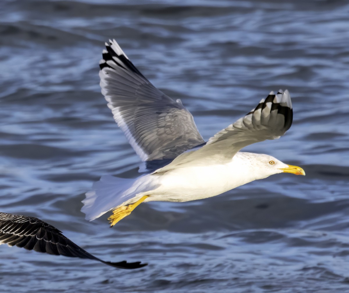Caspian Gull - ML629493921