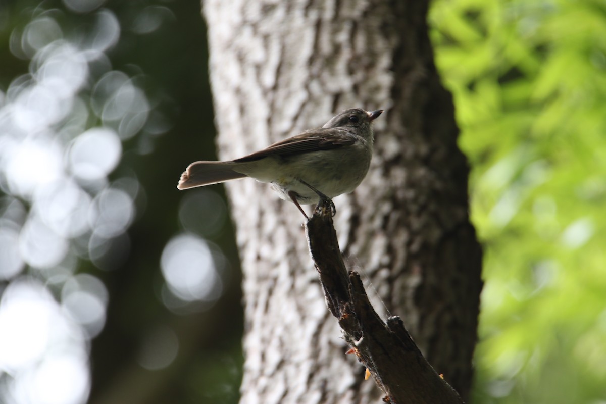 Golden Whistler - ML629493973
