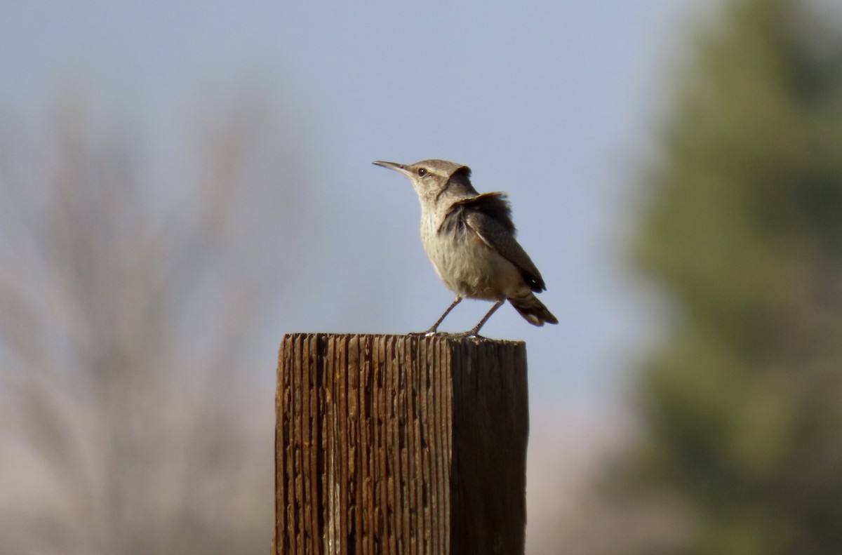 Rock Wren - ML629494027