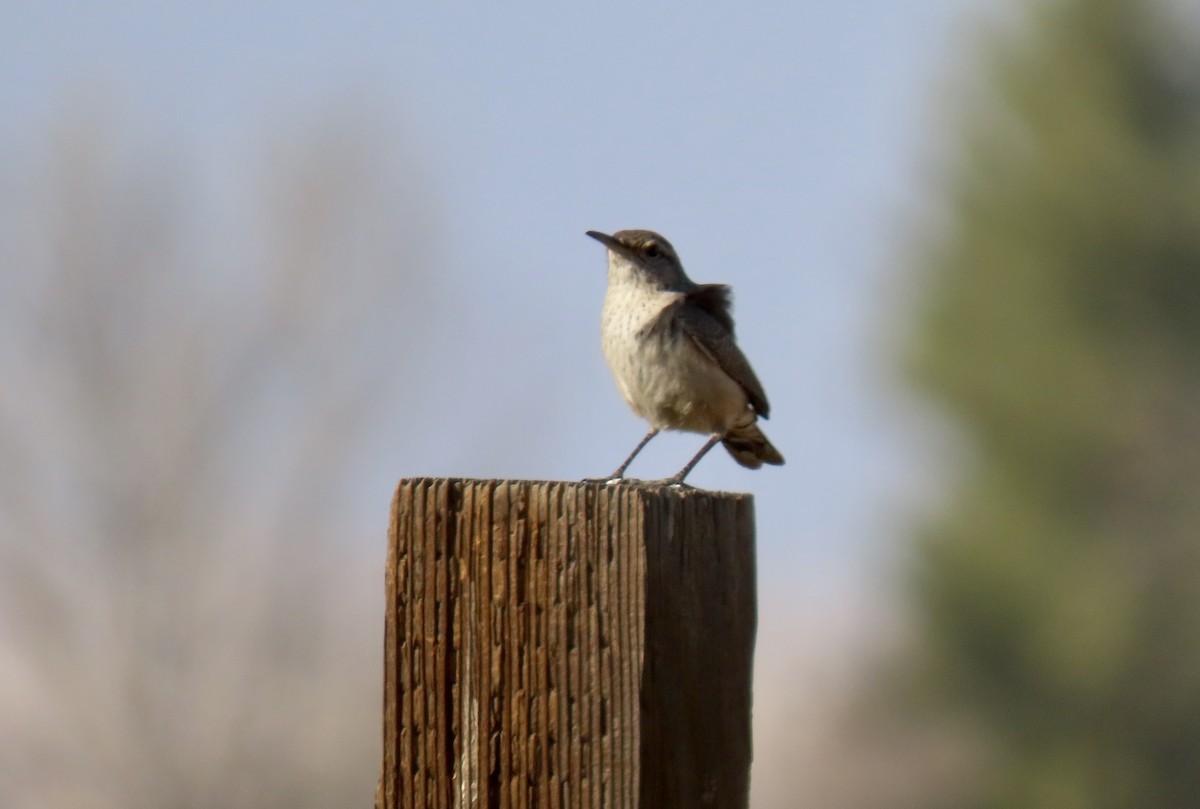 Rock Wren - ML629494028