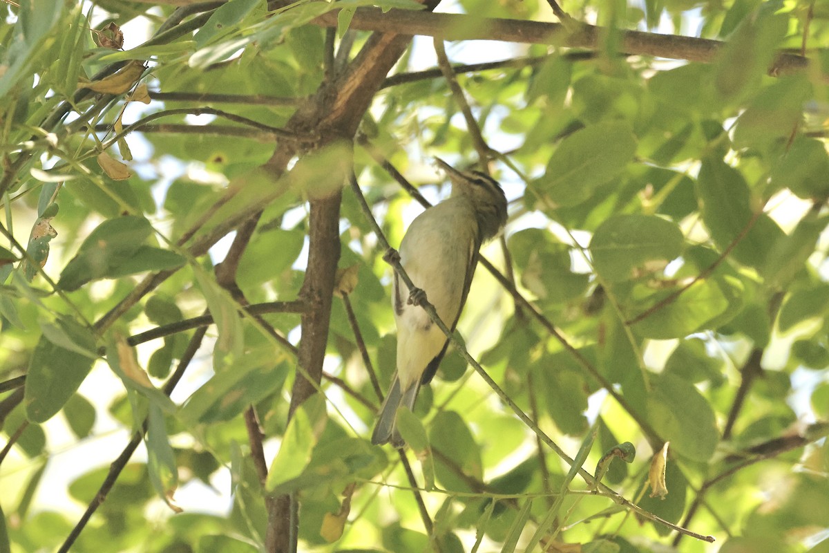 Chivi Vireo (migratory) - ML629494086