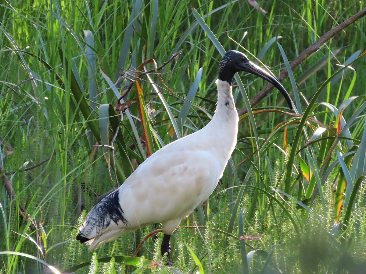 Australian Ibis - ML629494407