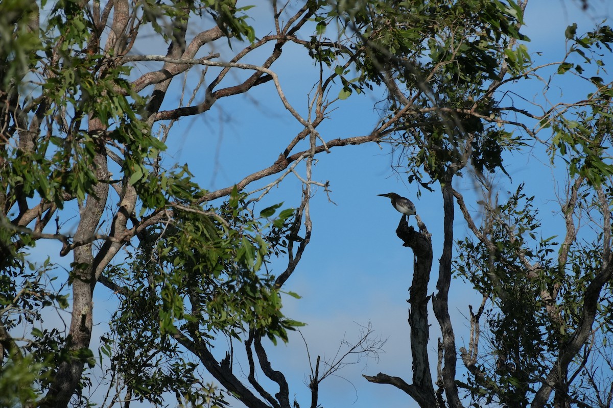 Chinese Pond-Heron - ML629494541