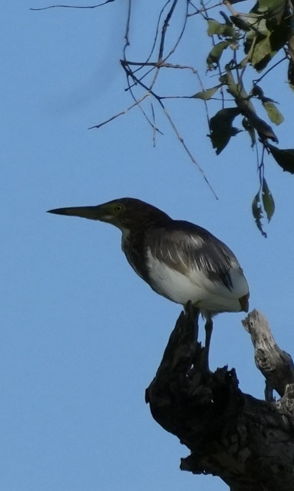 Chinese Pond-Heron - ML629494549