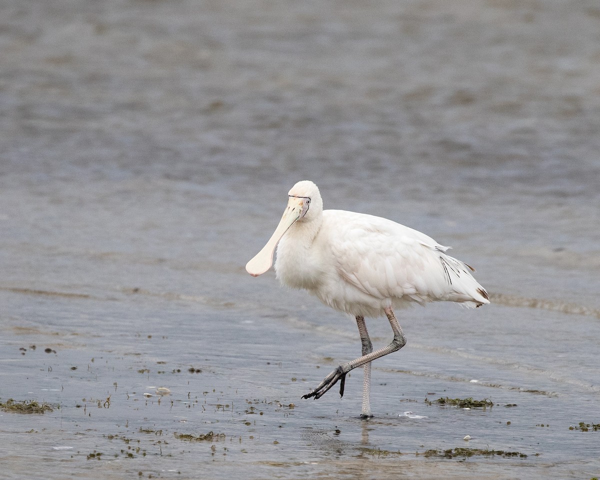 Yellow-billed Spoonbill - ML629494668