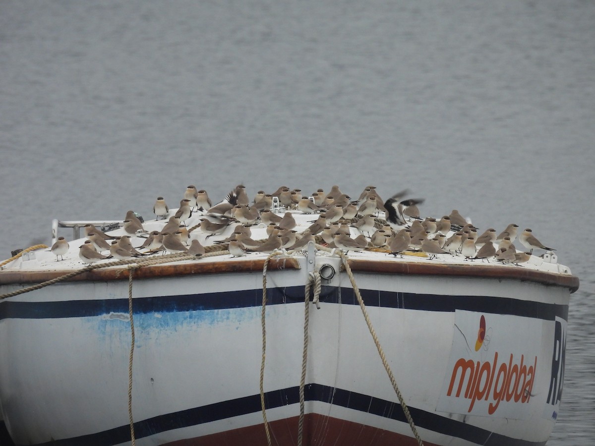 Small Pratincole - ML629494709