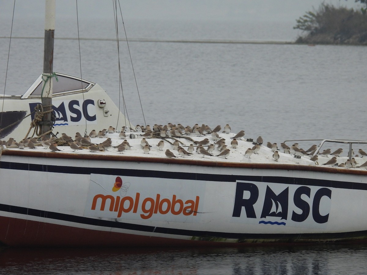 Small Pratincole - ML629494710