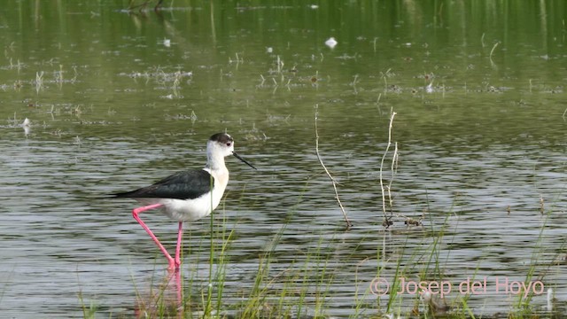 Black-winged Stilt - ML629494752
