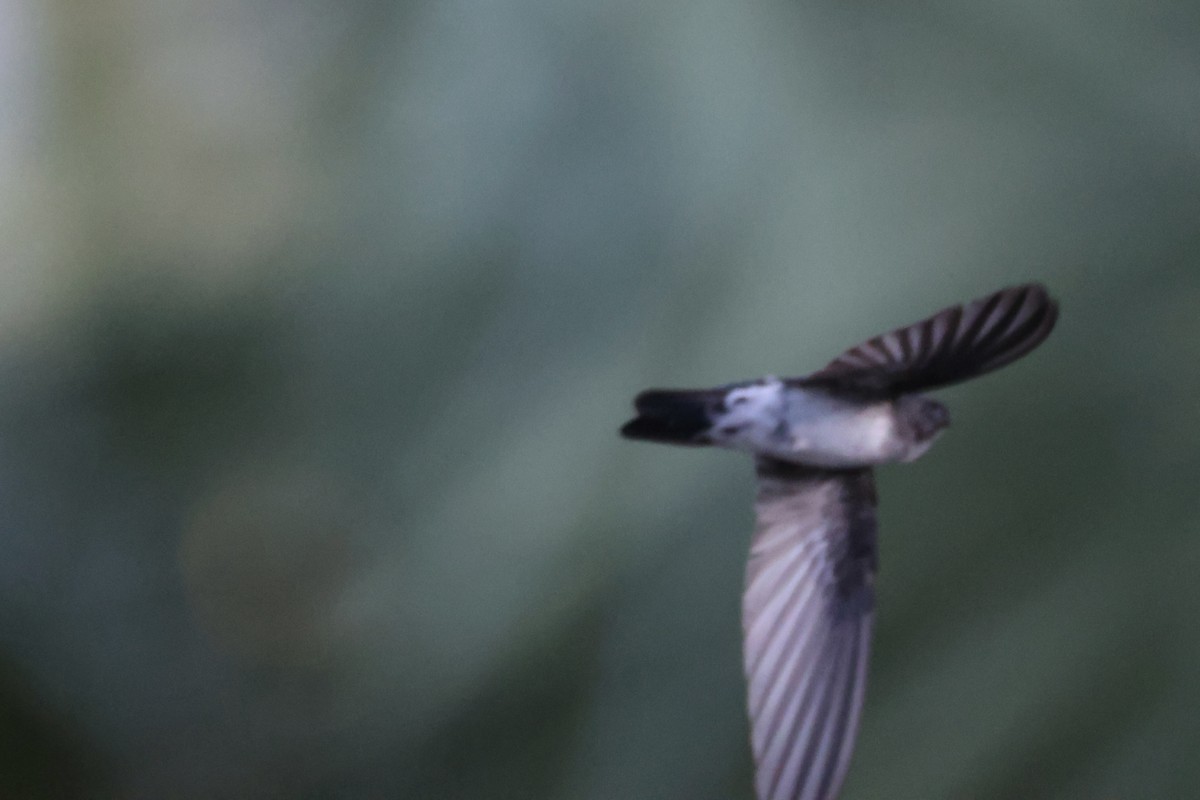 Drab Swiftlet - ML629494965