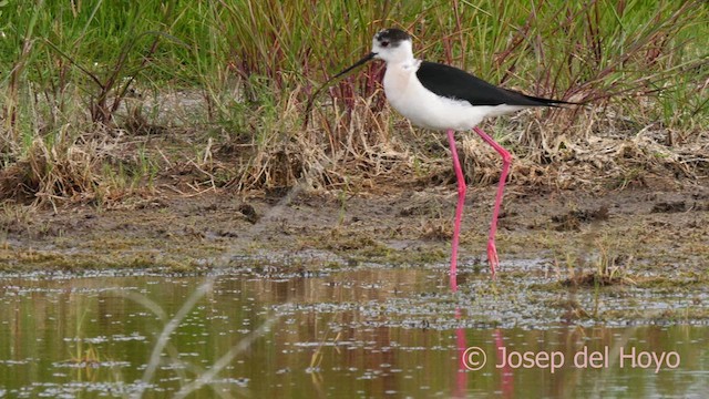 Black-winged Stilt - ML629494981