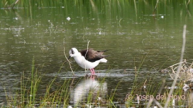 Black-winged Stilt - ML629495327