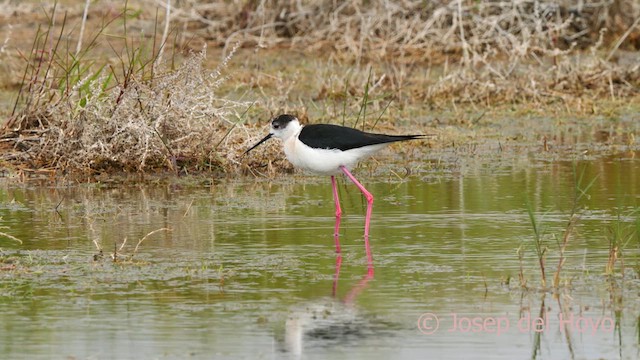 Black-winged Stilt - ML629495575