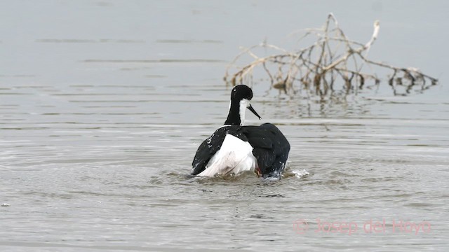 Black-winged Stilt - ML629495604