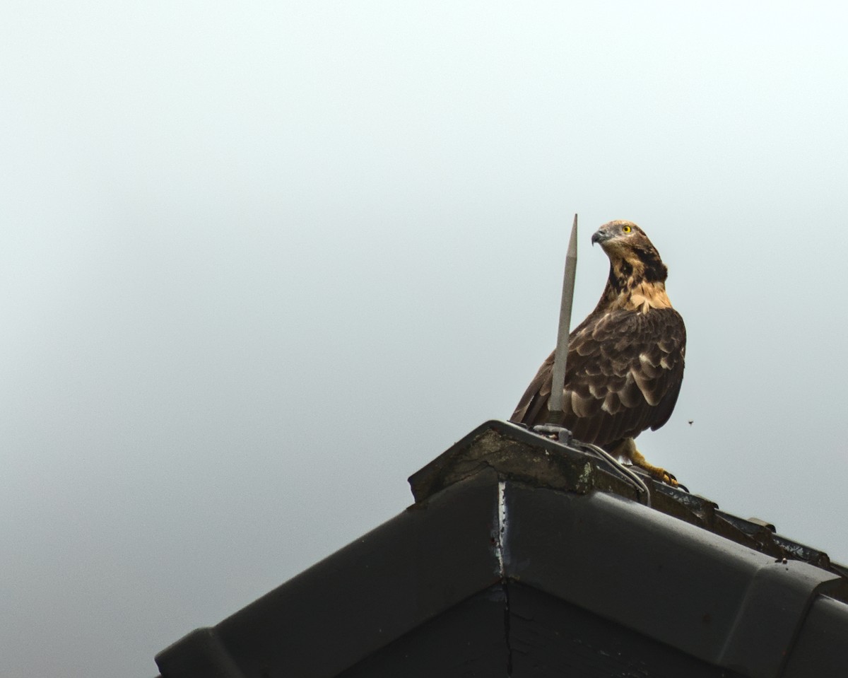 Oriental Honey-buzzard - ML629495681