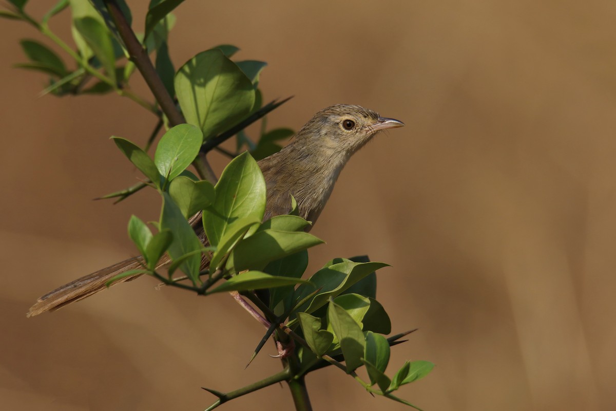 Prinia des montagnes - ML629495686