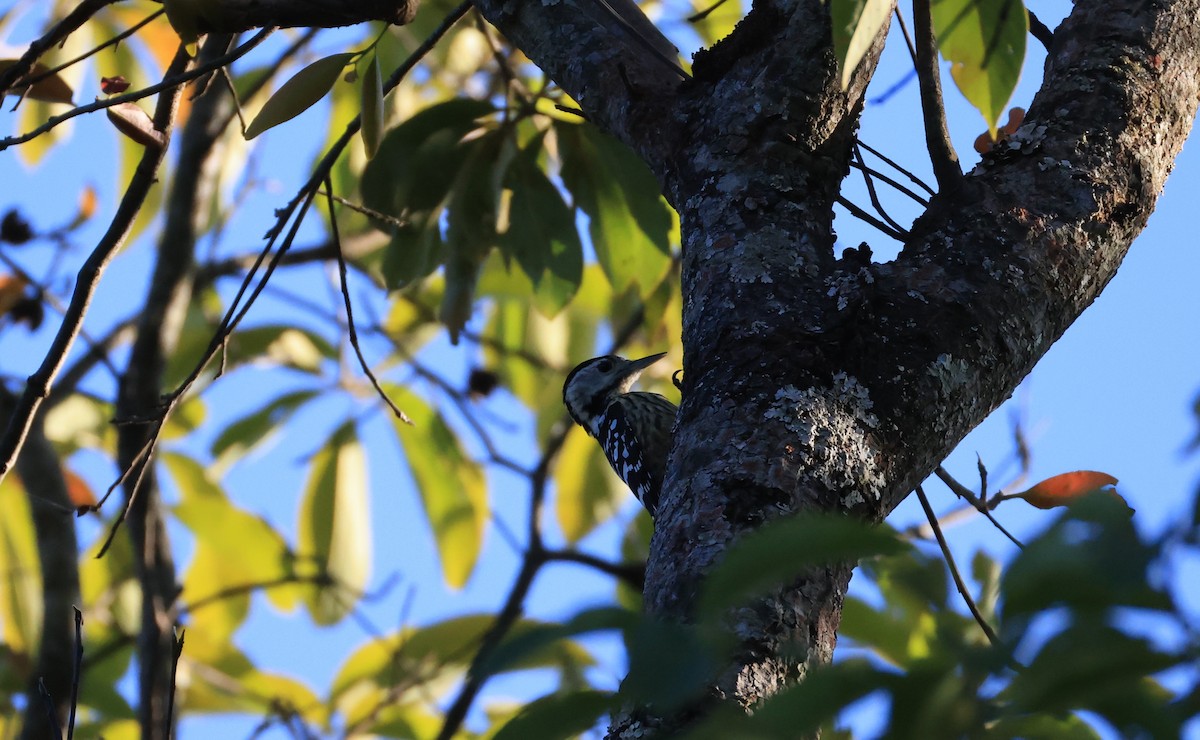 Stripe-breasted Woodpecker - ML629495687