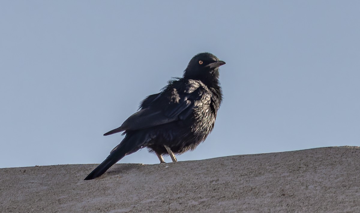 Pale-winged Starling - ML629495690