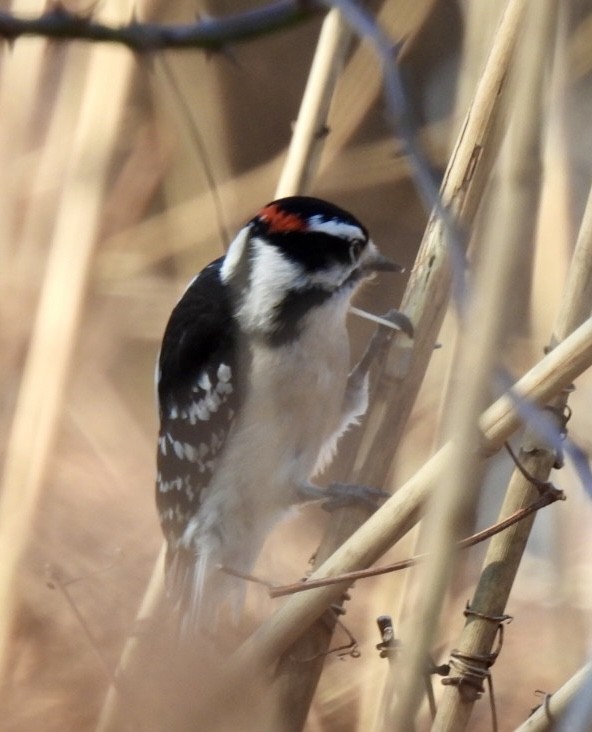 Downy Woodpecker - ML629495895