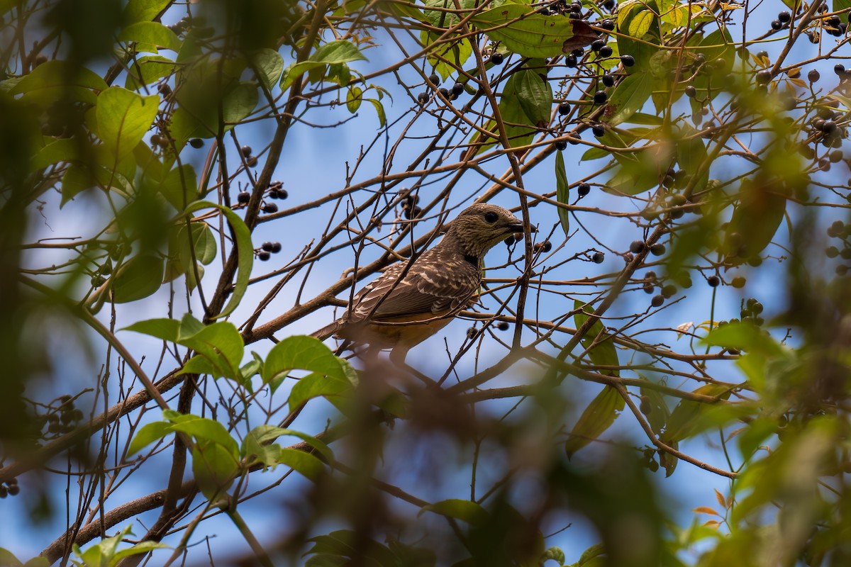 Fawn-breasted Bowerbird - ML629496021