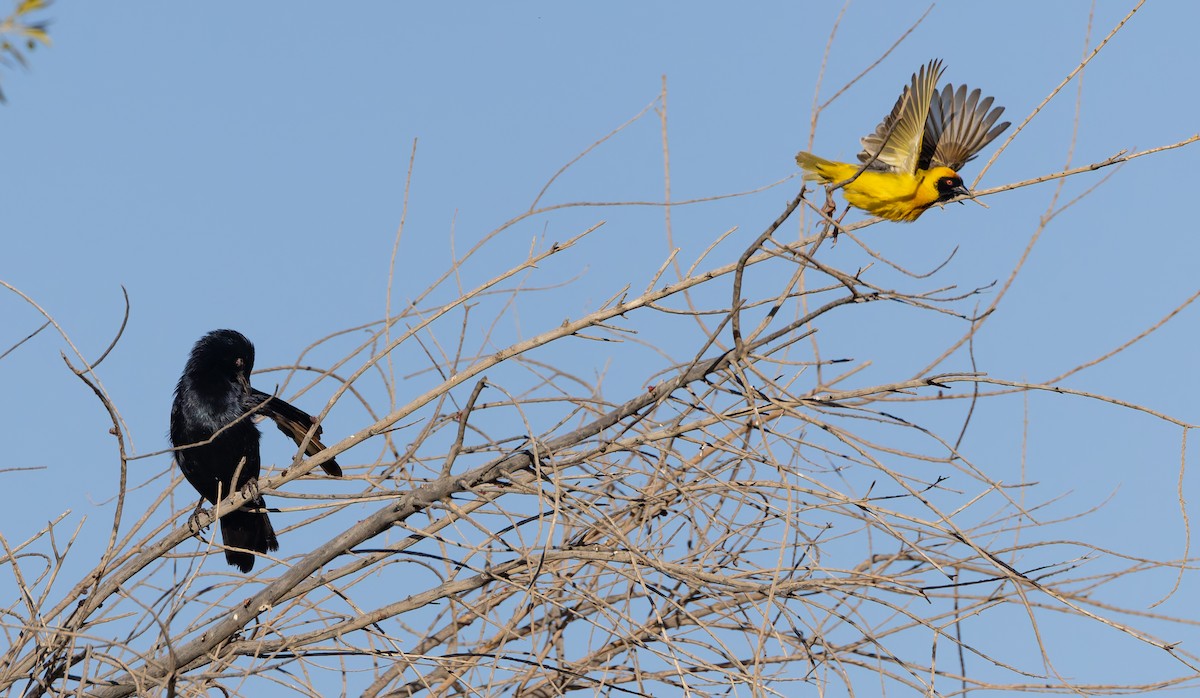 Pale-winged Starling - ML629496061