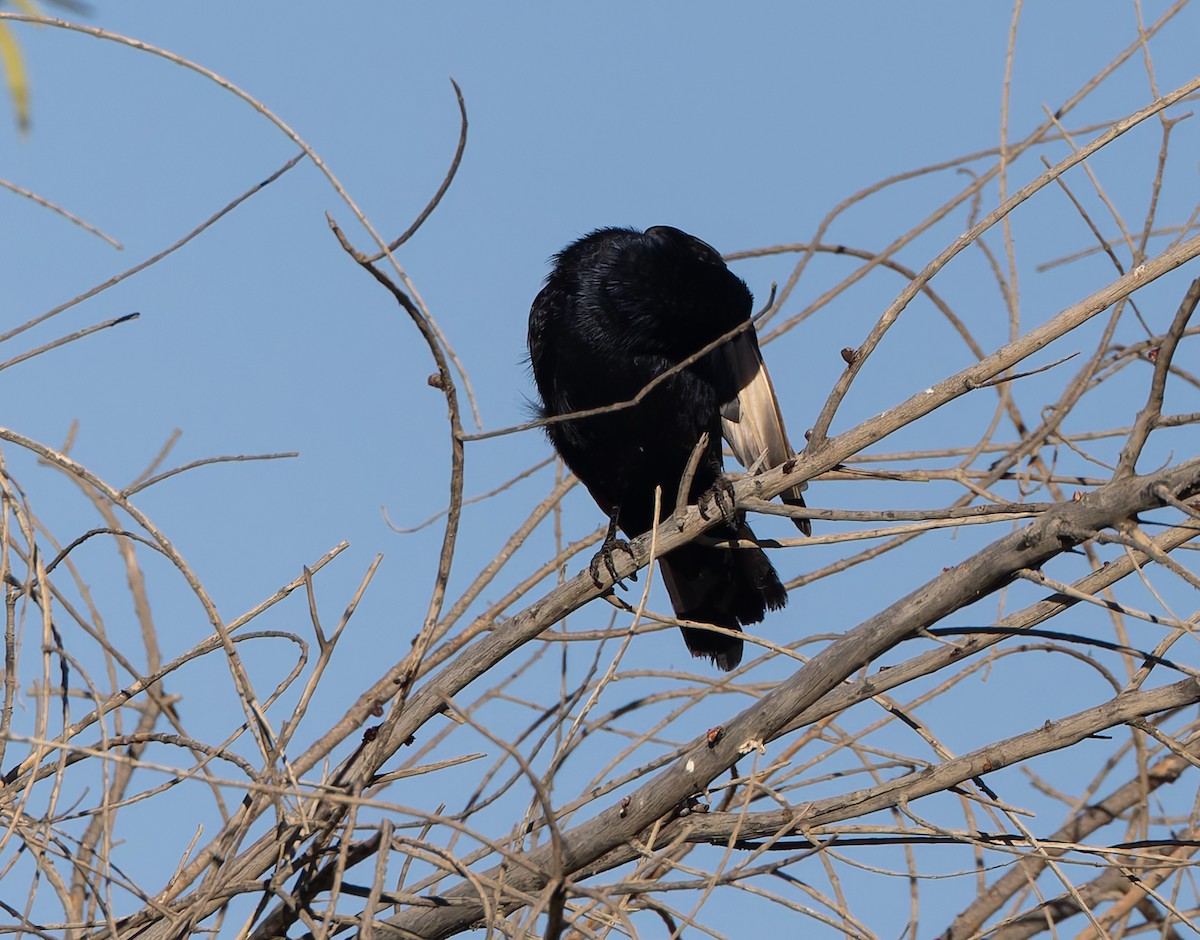 Pale-winged Starling - ML629496062