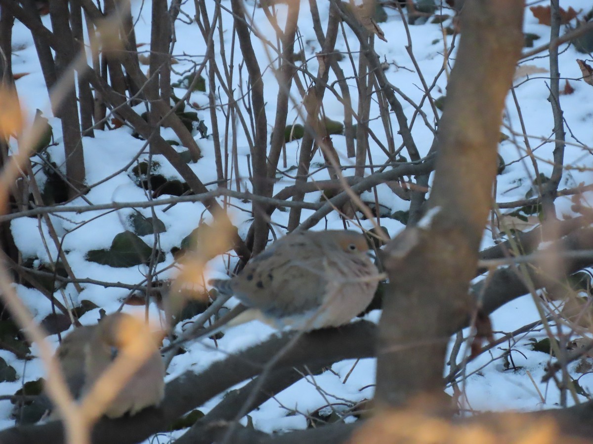 Mourning Dove - ML629496083
