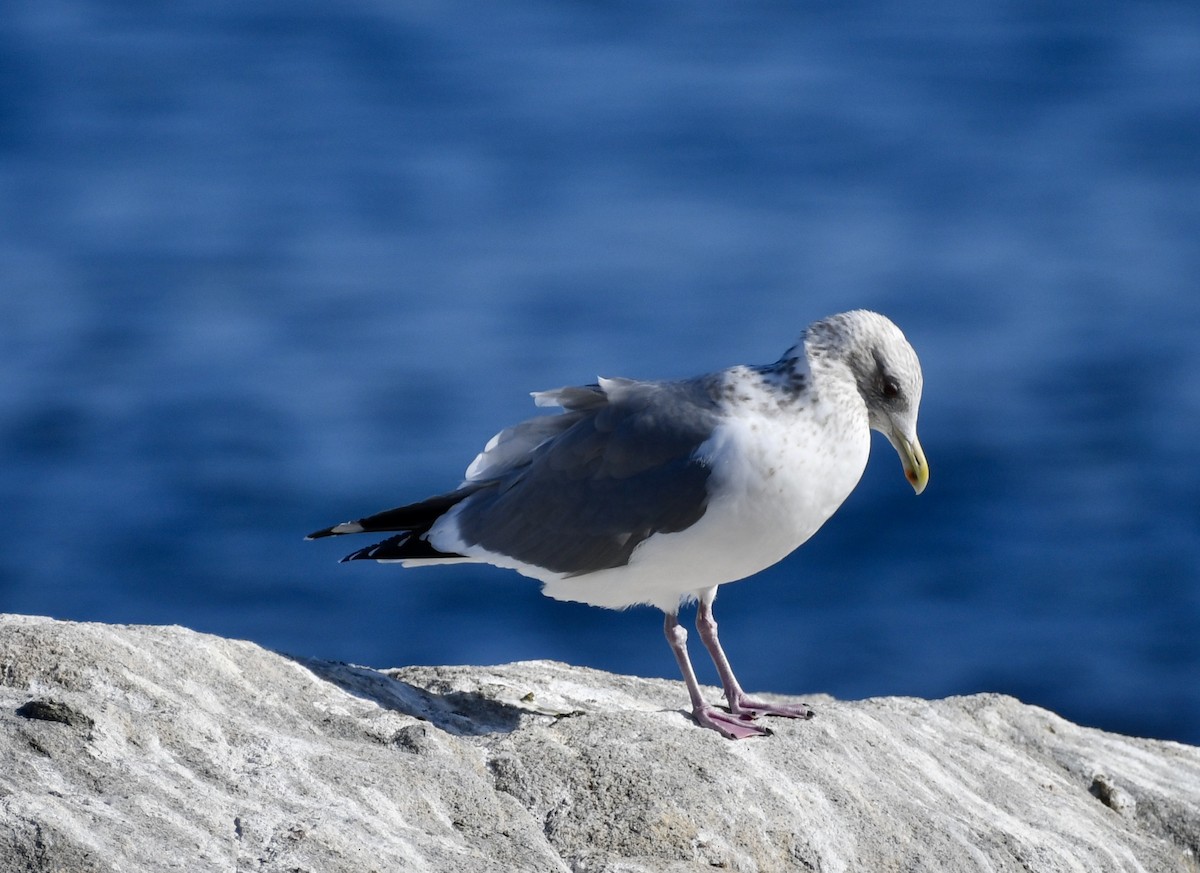 Vega Gull - ML629496178
