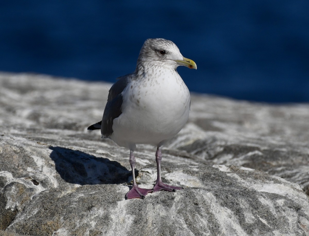 Vega Gull - ML629496179
