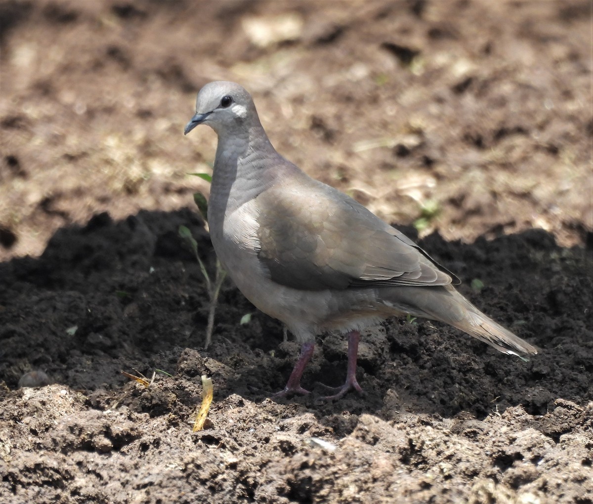 Large-tailed Dove - ML629496257