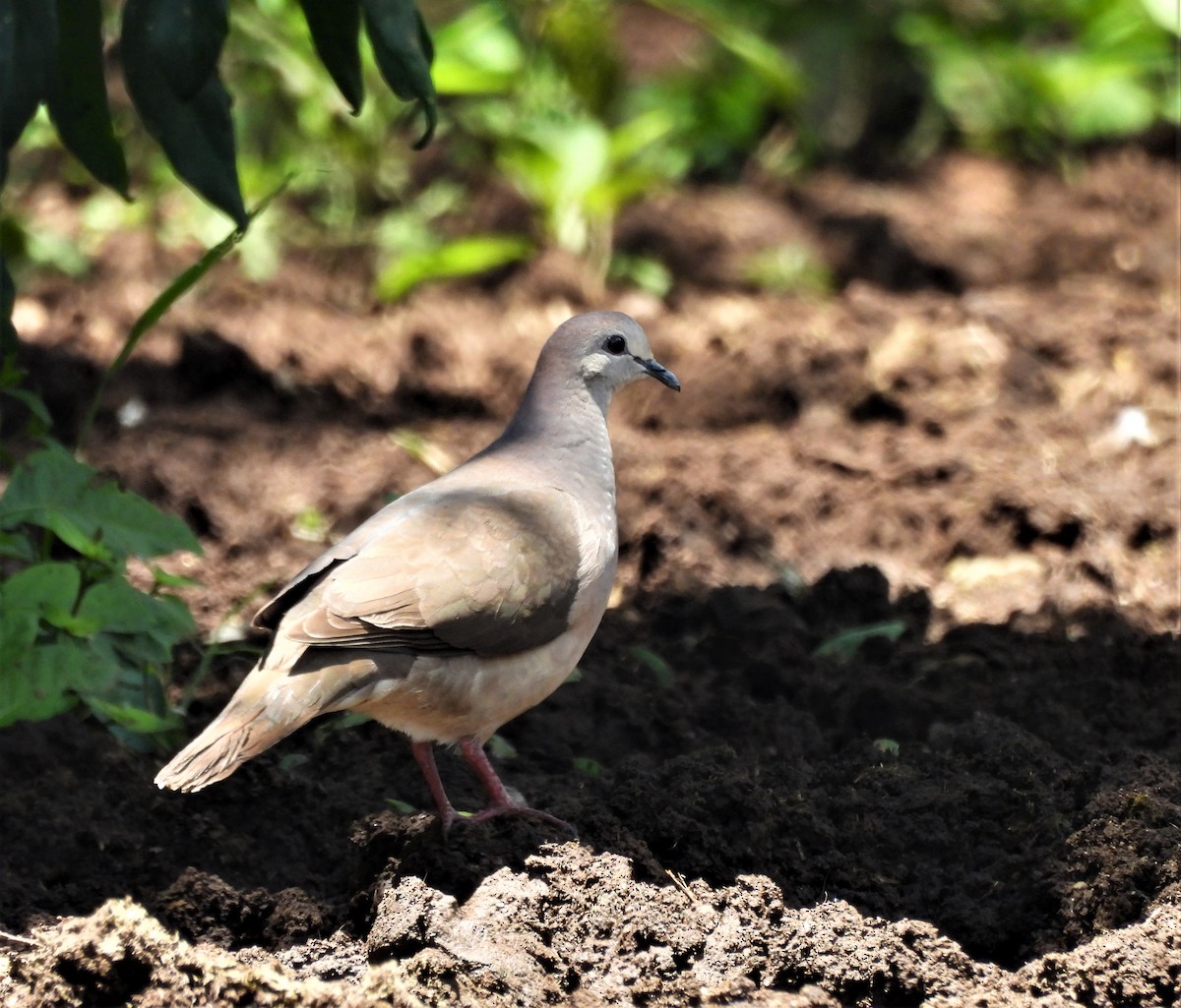 Large-tailed Dove - ML629496258