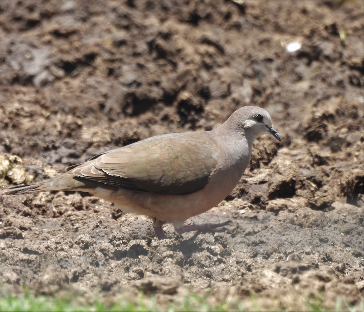 Large-tailed Dove - ML629496259
