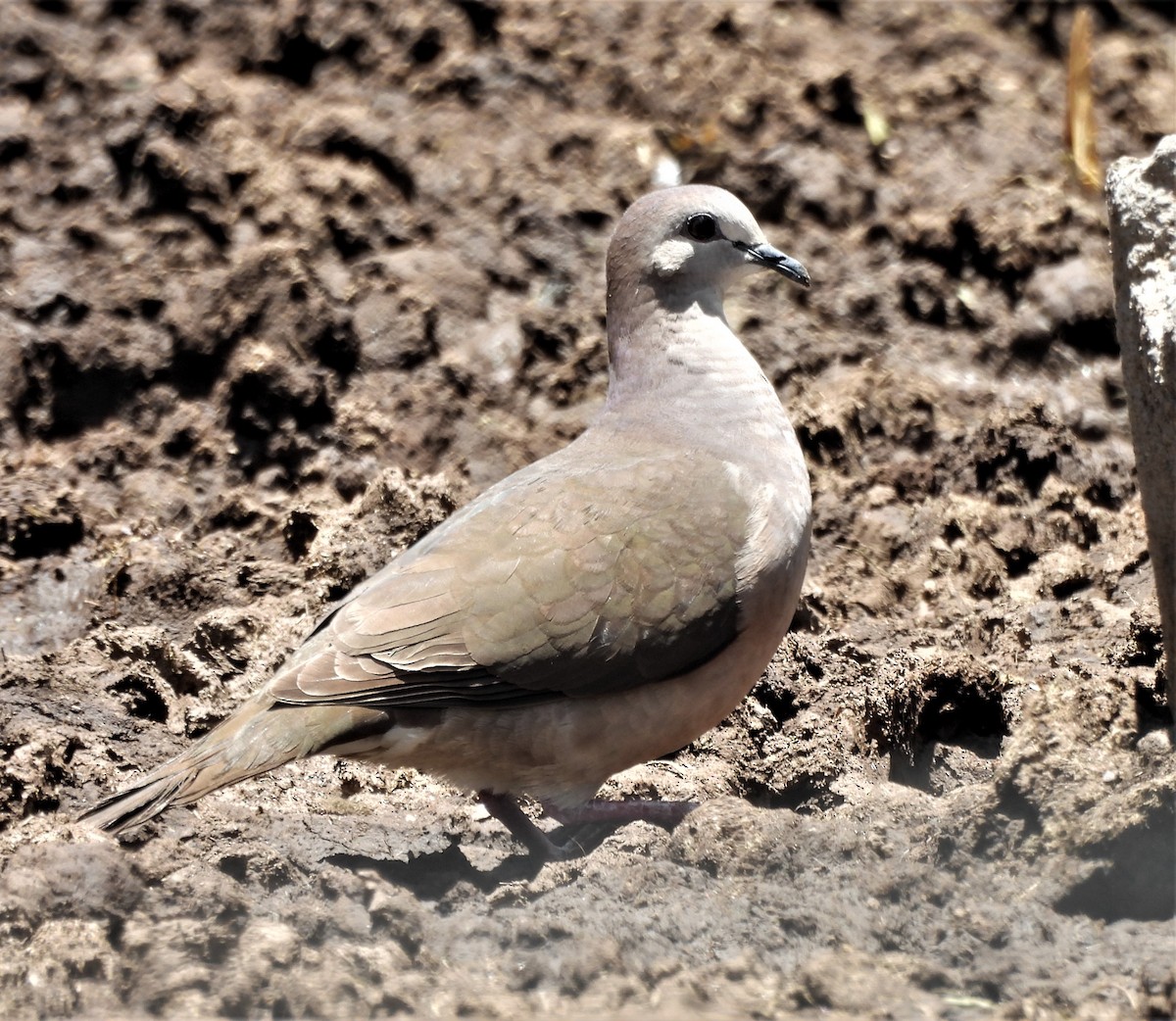 Large-tailed Dove - ML629496260