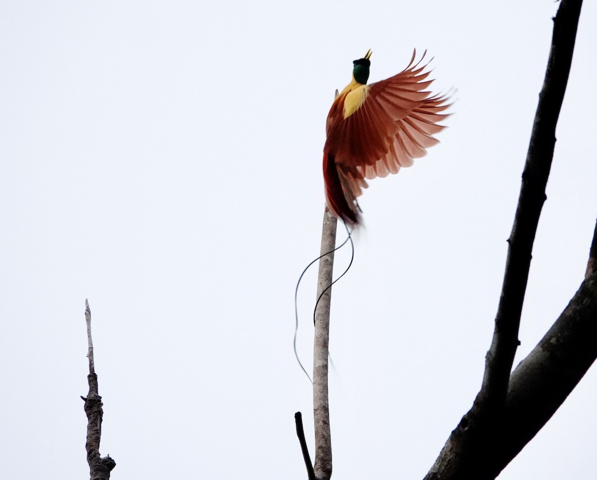 Red Bird-of-Paradise - ML629496974
