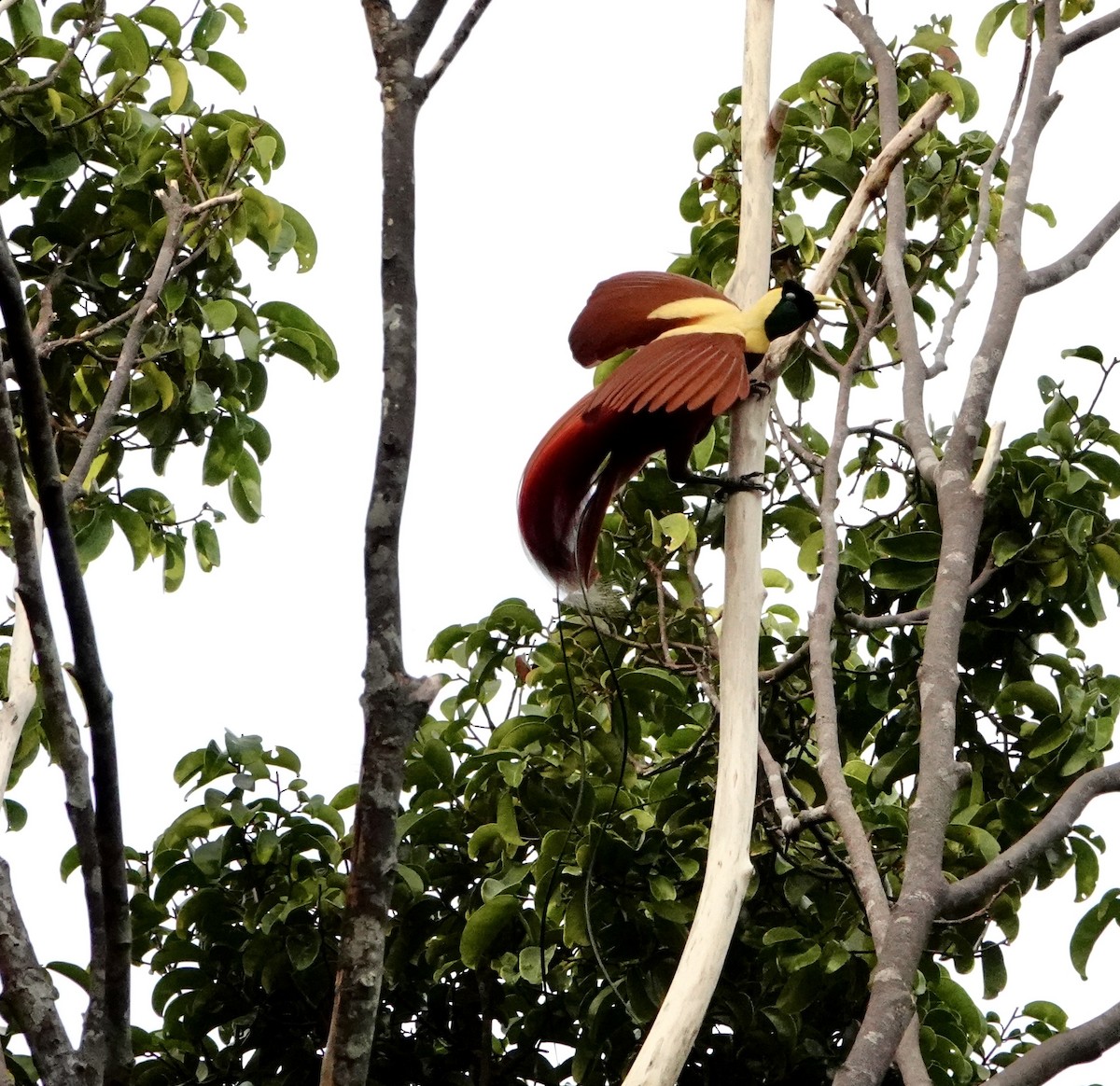 Red Bird-of-Paradise - ML629496977