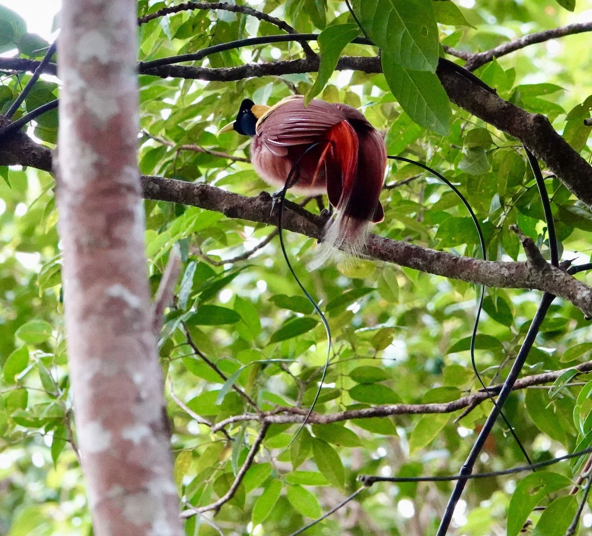Red Bird-of-Paradise - ML629496979