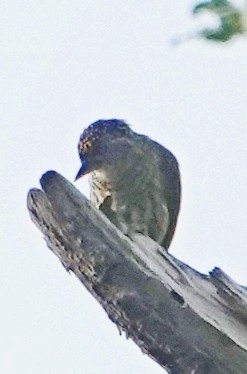 Bar-breasted Piculet - ML629497304