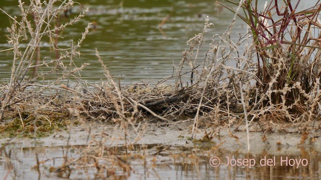 Black-winged Stilt - ML629497719