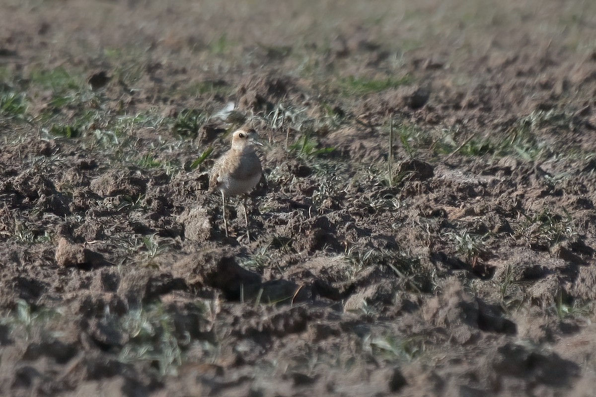 Caspian Plover - ML629497908
