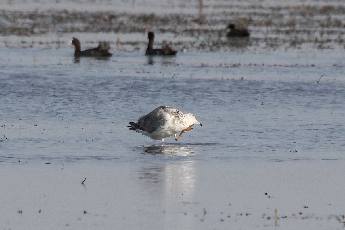 小黑背鷗 - ML629497914